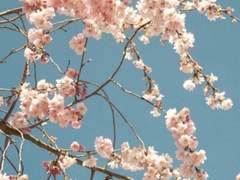 [시목정우/고니정우] 삼월은 사쿠라 1