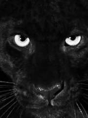 [최윤화평] 불청객