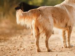 [현제유진] The Dog Walker