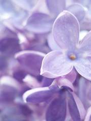 라일락이 보라빛으로 필 때