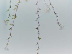 조운모우朝雲暮雨