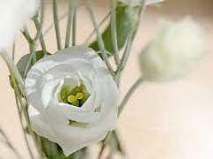 리시안셔스 F. 힐