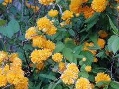 꽃이 진다고 그대를 잊은 적 없다