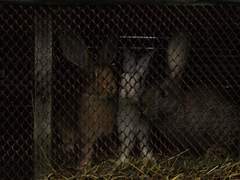 (2011) 하드보일드로열 요약&후기