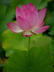 蓮花之夢(연화지몽)