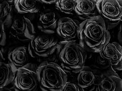 가시처럼 날카로운,