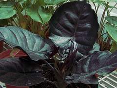 Kerri S. Kapit 케리 셀마 카핏, 21세, 여성, 귀족, 알로카시아 화인