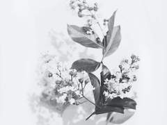 화양연화(花樣年華) 2