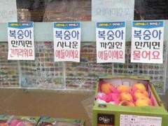 복숭아 누르지 마세요