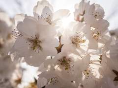 벚꽃 아래 _ 마르에이