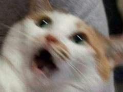 INFP 극락가게 하는 곡들