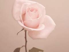 북극여우 관찰일기 19