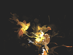 '후계자 캠페인 통합본' 샘플