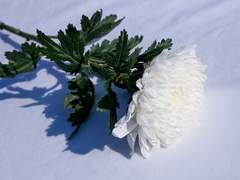 [매뉴얼즈] 누나가 죽었다