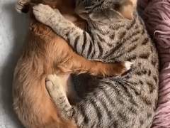 밬곹 트윗백업 4월 - 상