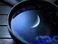 월광화(月光花)