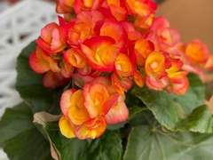 베고니아, 그리고 노랑수선화