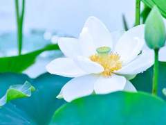 채련담(採蓮談) 上