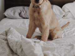 [현제유진] That Dog Walker