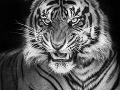 [강재신/27/男/손님(양반)]