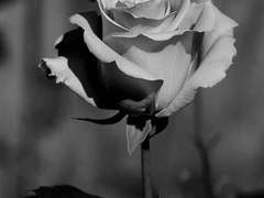 월하정인 月下情人 2