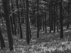 [배니싱][김의신] 사라지는.