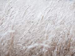 [리들아샤] 소설 형식 AU 타로