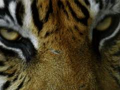 쿠로아다 짐승의 신부 完