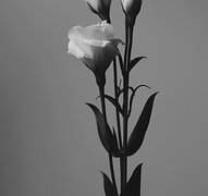 James Potter X Lily Evans (1/ ??)