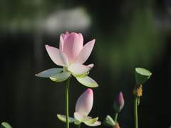 [망기무선] 용망기와 여우나무꾼