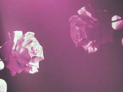 부디 네 흉이 아름답게 지길.