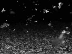 나의 계절은 이름도 없이 와서 묘비도 없이. 무덤도 없이 묻혀질테지