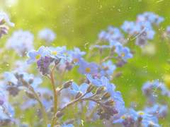 [카즈사토] 그리 비참하지 않았다