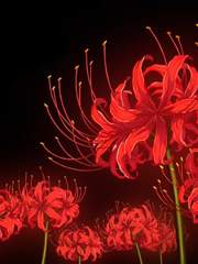 나는 귀주이자 상현의 영