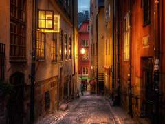 북극여우 관찰일기 21