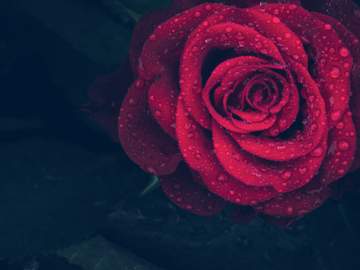 사랑하고 증오함에 나는 이제 무기를 내려놓는다