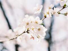 NIKON FM - 로모그래피 컬러네거티브 100