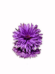 [후루시호] 단편