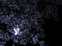 [칼라애런] 사경의 백야