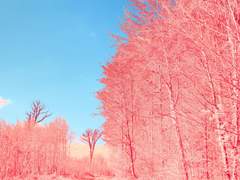 [토마시온] 같은 곳에서