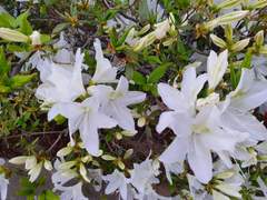 꽃 5 ~ 하얀 철쭉