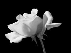 [Naimal] 황금빛 새싹