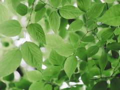 [빛프람프라] Blondie Knight