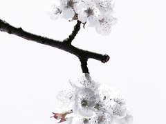 [ZPLO] 꽃비 속에서