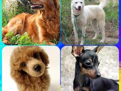 태을이네 애완견 4마리