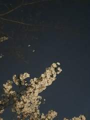 꿈을 이루고픈 문장