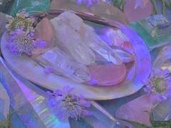 세잎클로버/네잎클로버