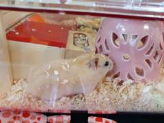 동생네 집에서 키우고 있는 햄스터