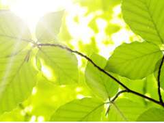 [슈농] 초록마을 어귀에서