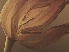 [로드루인/루인로드] 두 가지 꽃말